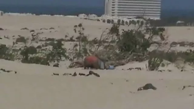 الجنس لا تسجيل  الرجيج و اريد فيلم سكسي الماني كومينغ على مؤخرتي الفتيات